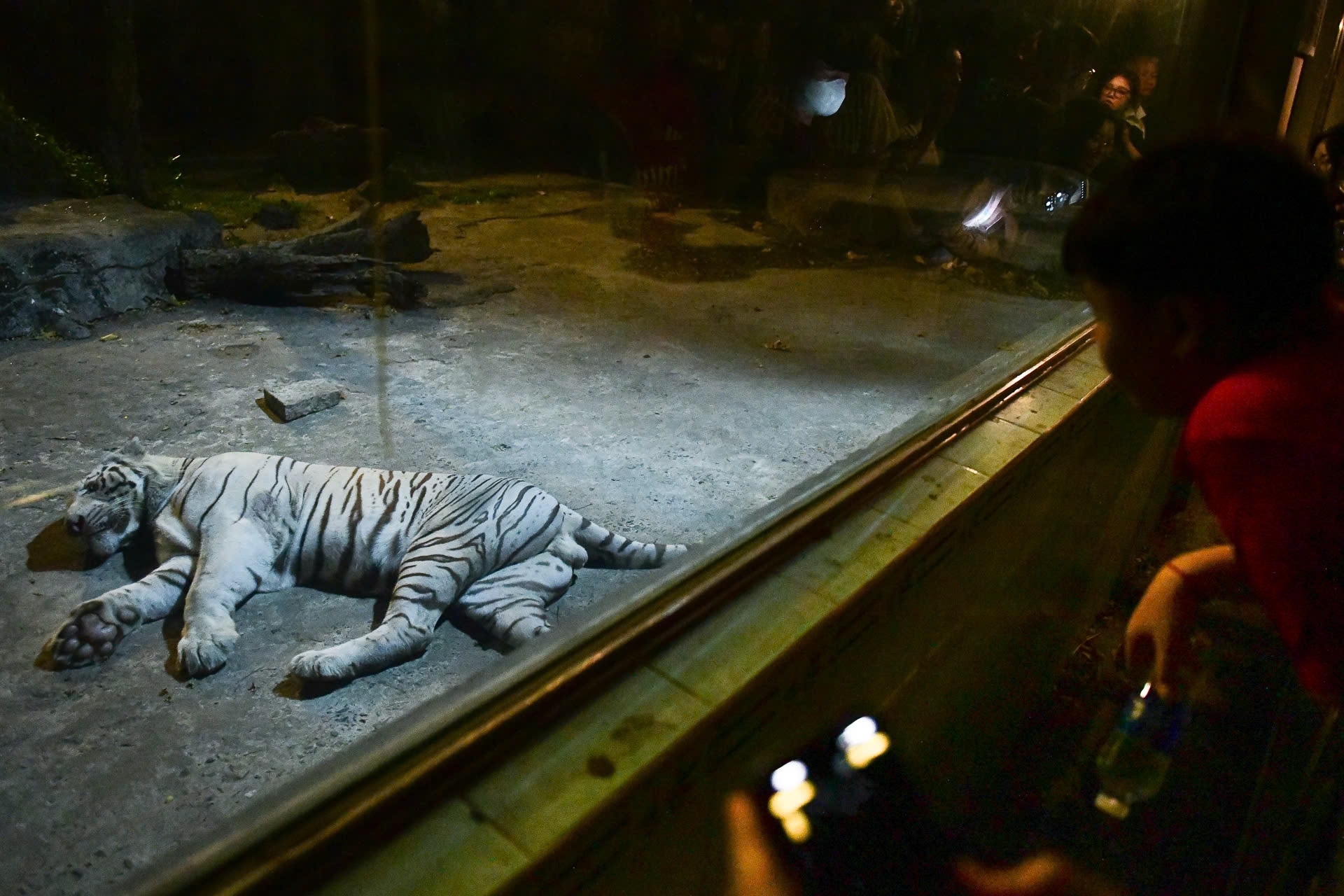 Den Thao Cam Vien ban dem xem ho nam ngu, tran san moi hinh anh