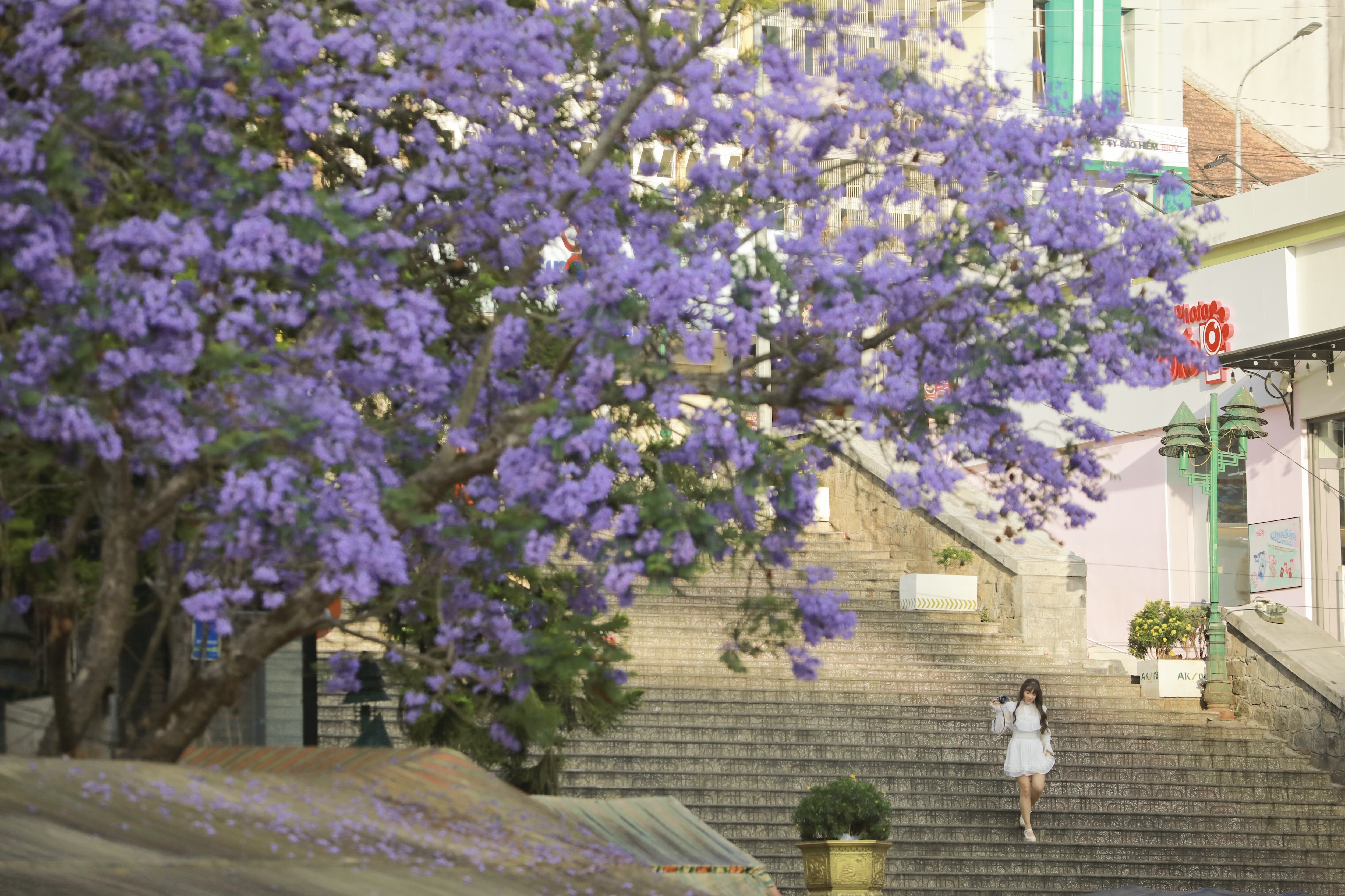 2 cay phuong tim dang 'hot' nhat Da Lat hinh anh