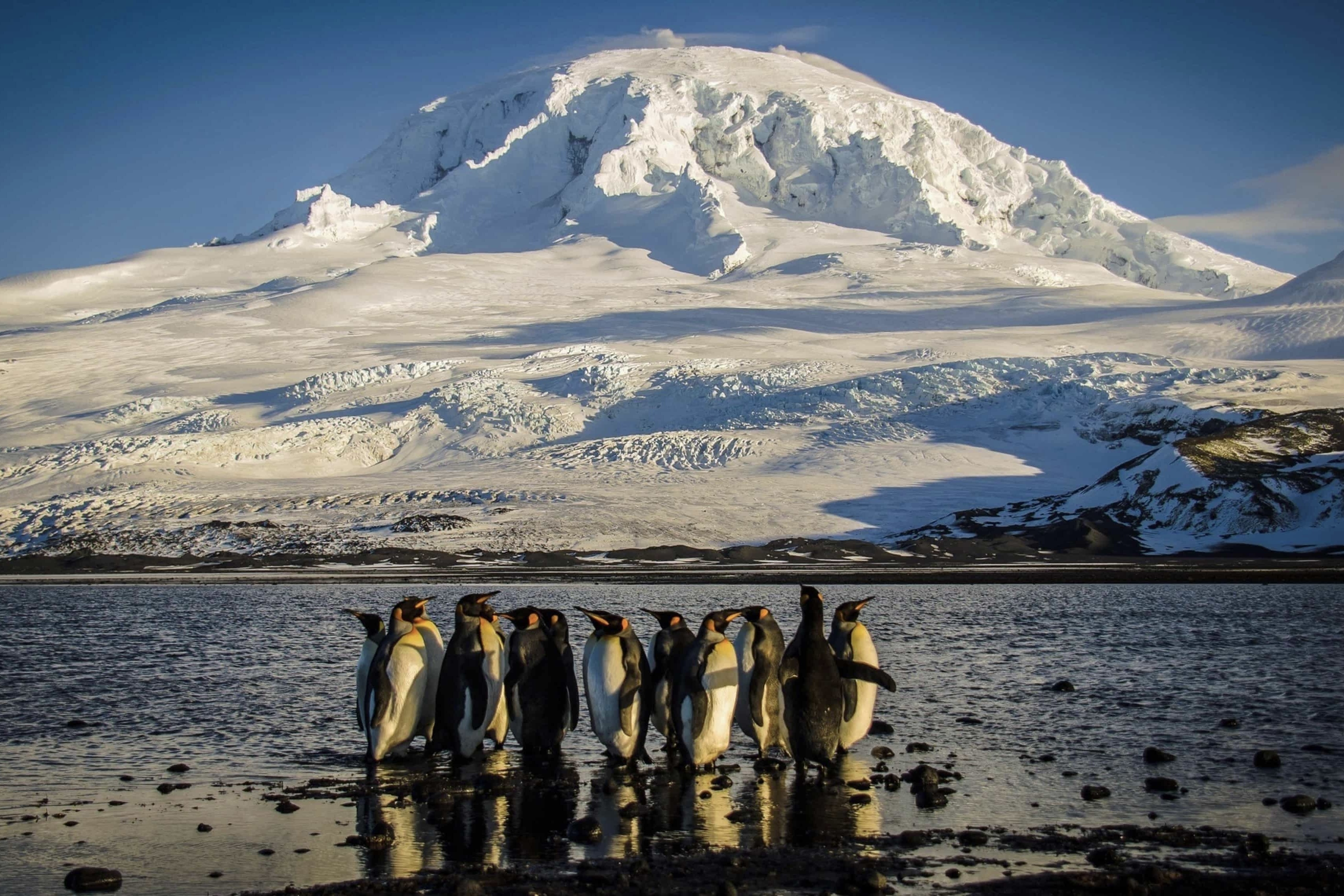 Ben trong vung dat toan chim canh cut bi ong Trump ap thue hinh anh