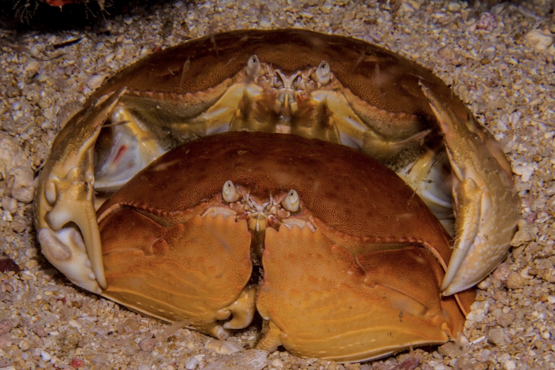 Tai sao cua khum num gay cuoi? hinh anh