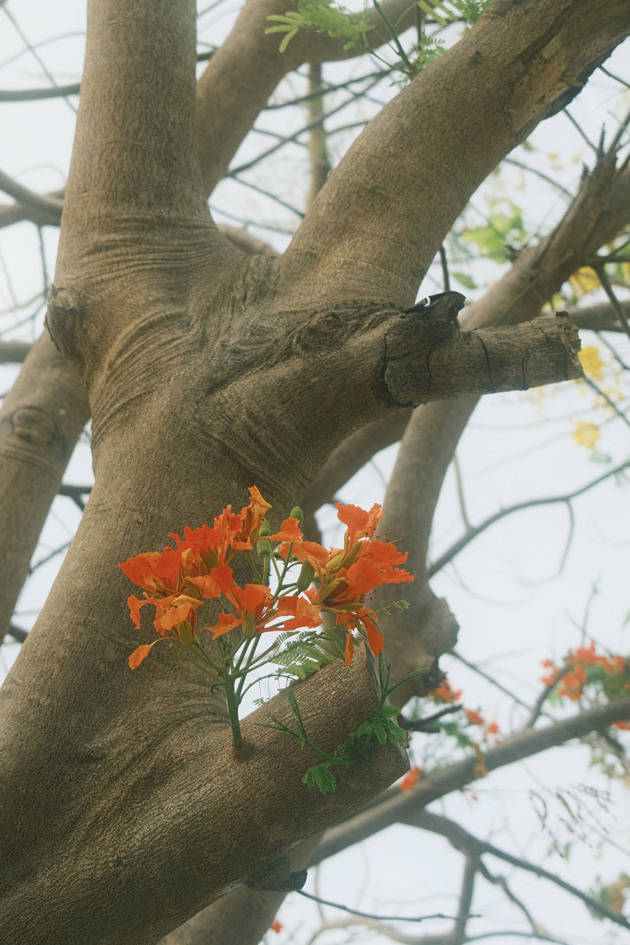 trekking 8 nang tien anh 11