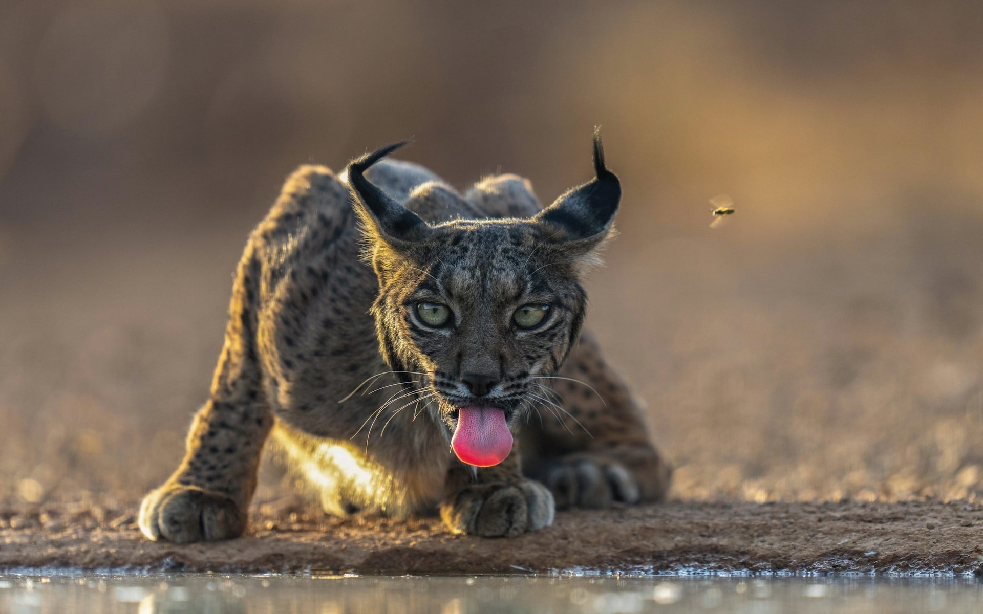 nguoi dao do lao cai anh 8