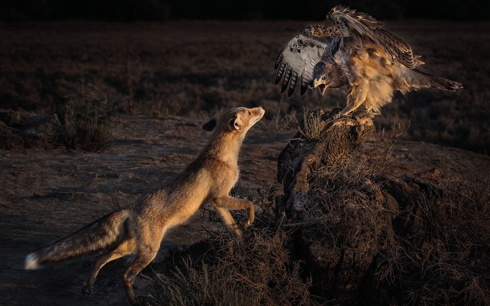 nguoi dao do lao cai anh 4