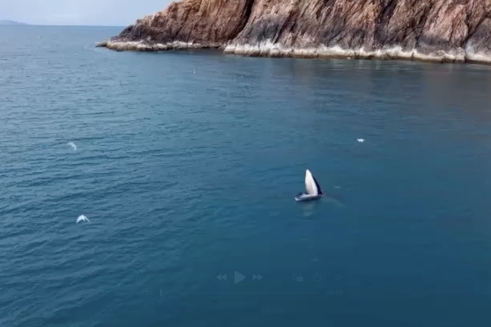 Canh ca voi Bryde boi loi tai vung bien Binh Dinh hinh anh