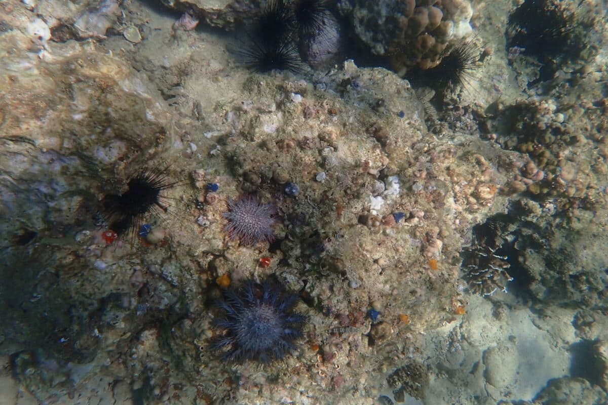 ran san ho Nha trang anh 2