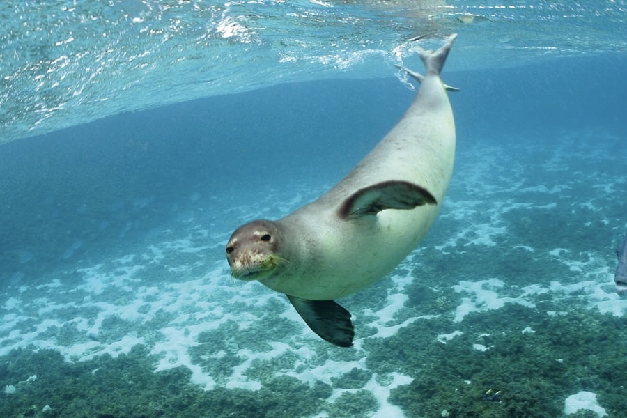 26 ky quan cua My ra sao khi ong Trump rut khoi UNESCO? hinh anh