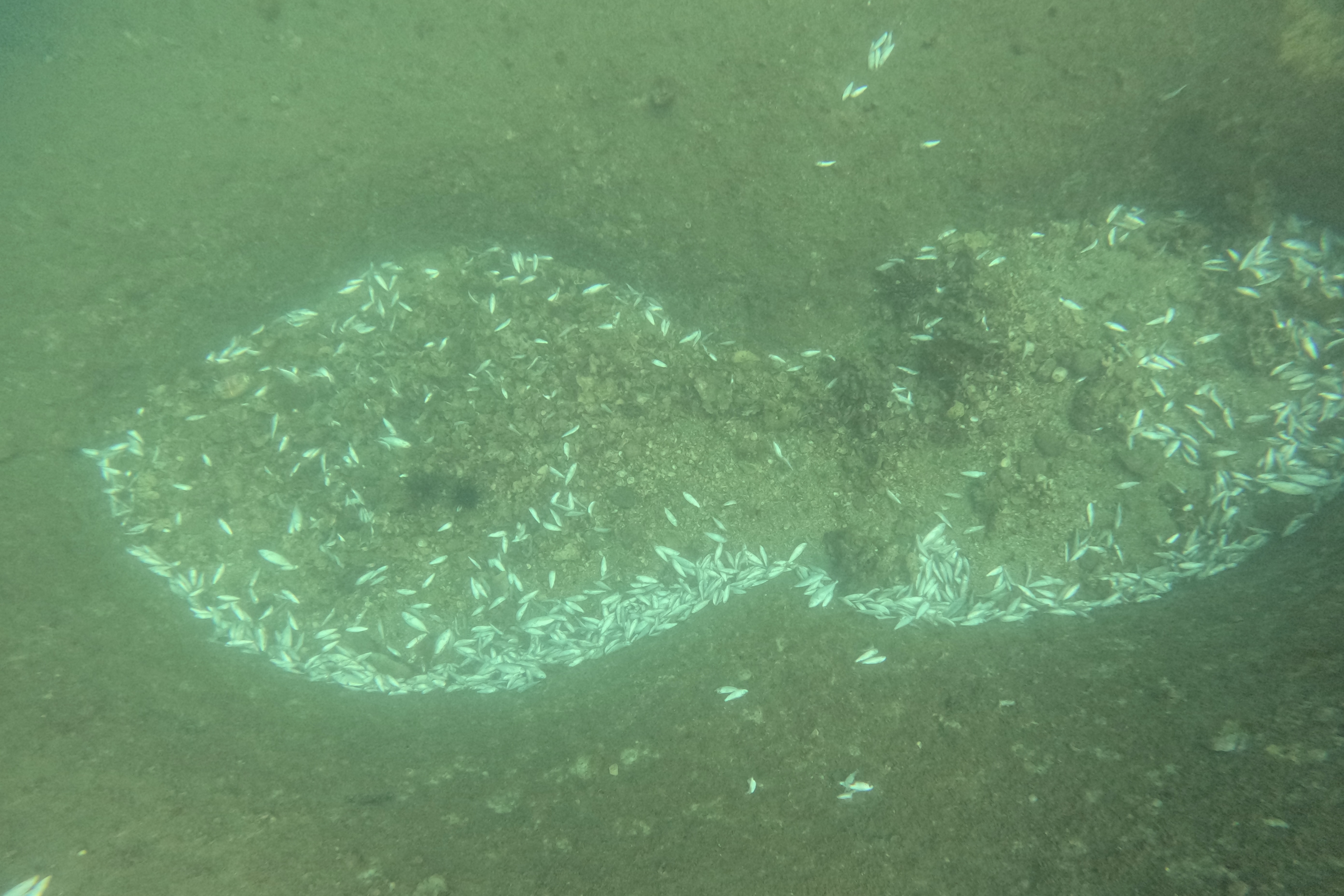 Canh ca chet hang loat, san ho kho cung o Khanh Hoa hinh anh