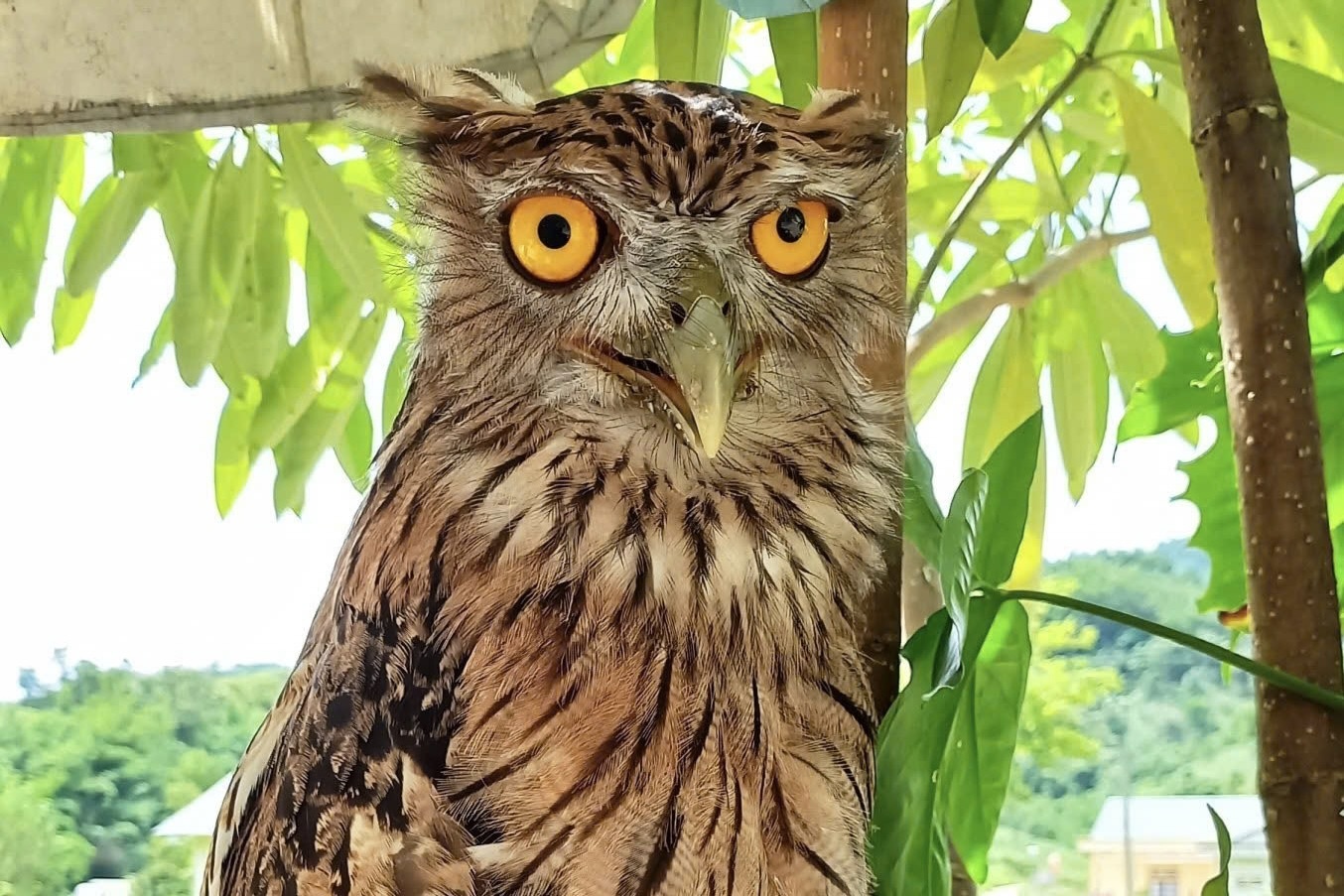 Phat hien 9 loai chim moi o Quang Tri hinh anh