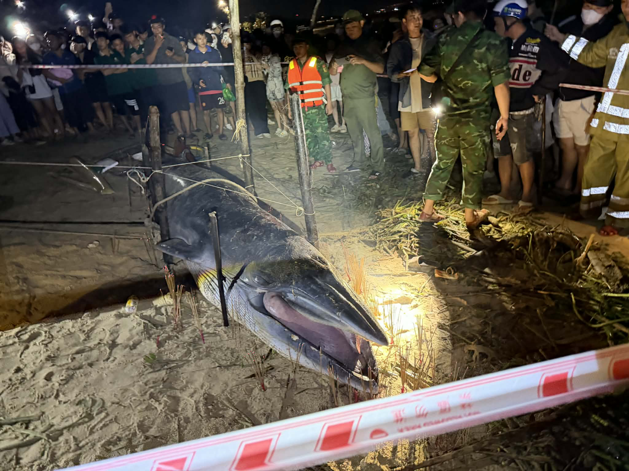 xac ca voi da nang anh 3