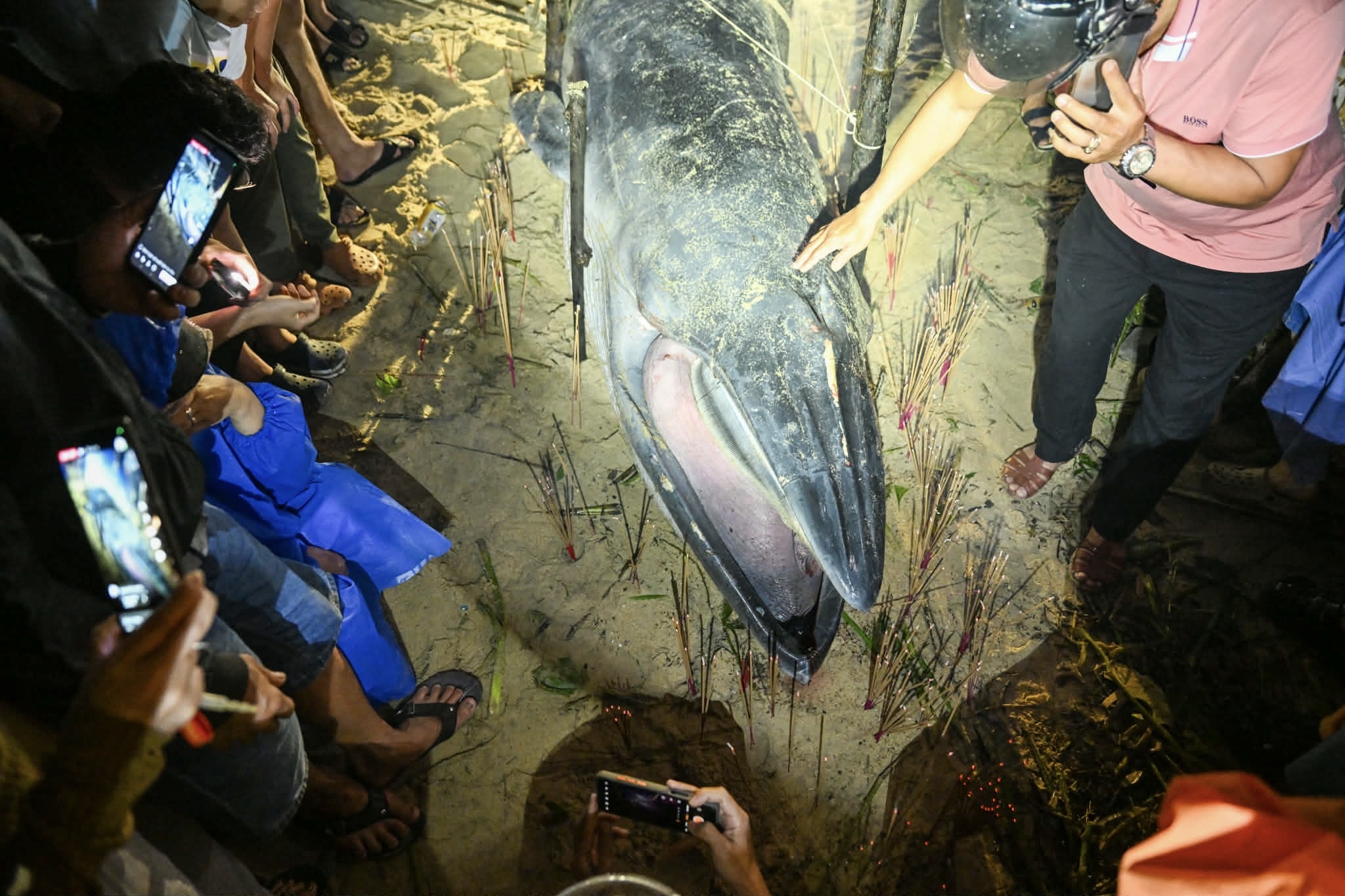 Xac ca voi 4 m dat vao bo bien Da Nang hinh anh