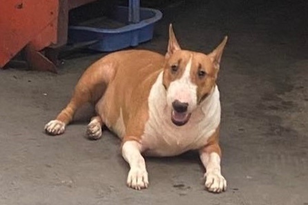 Chu cho gay sot vi giong het 'cau Vang' trong game Tiem pho anh Hai hinh anh