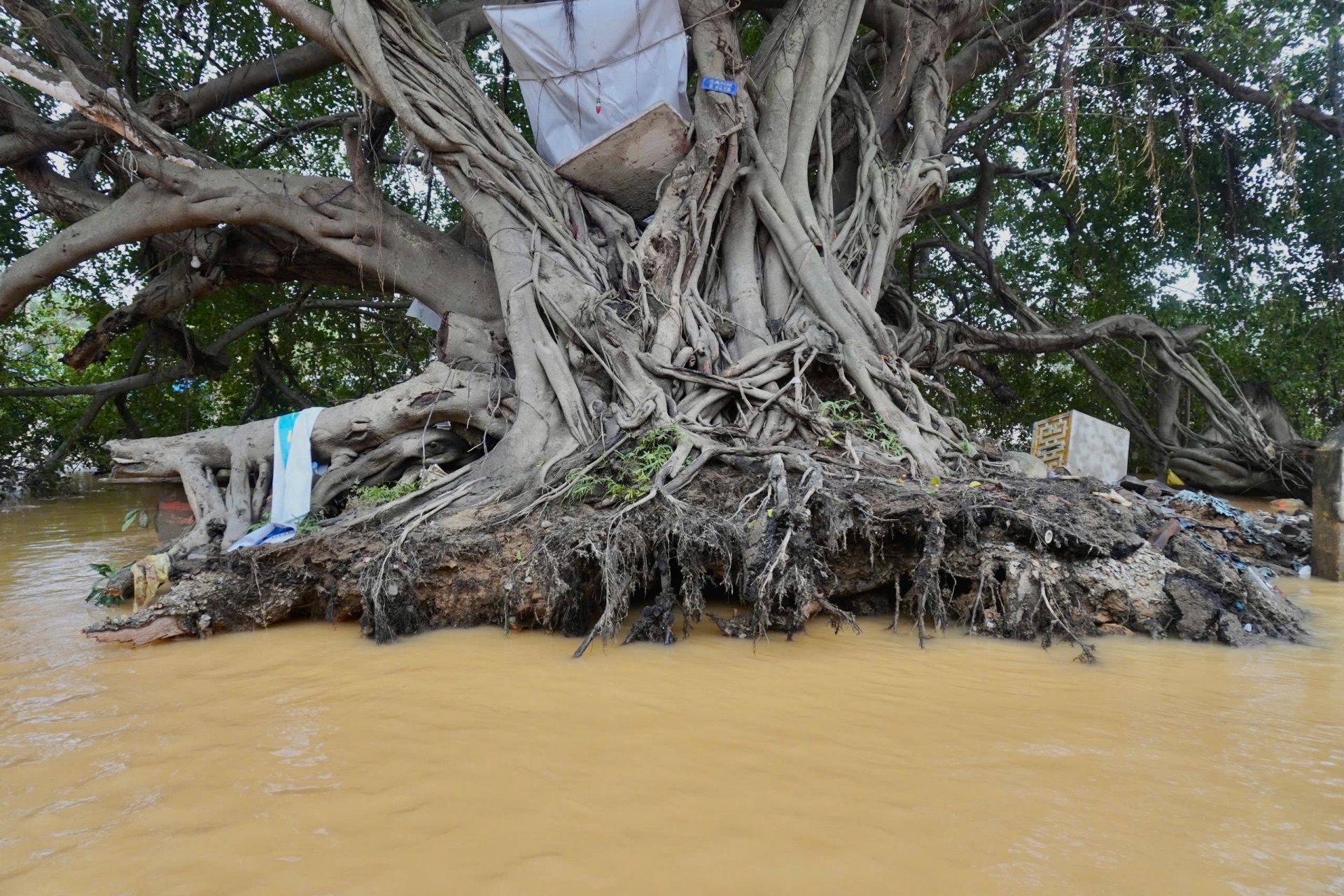 Cay sanh 100 nam tuoi bat goc sau 'lu chong lu' o Hue hinh anh