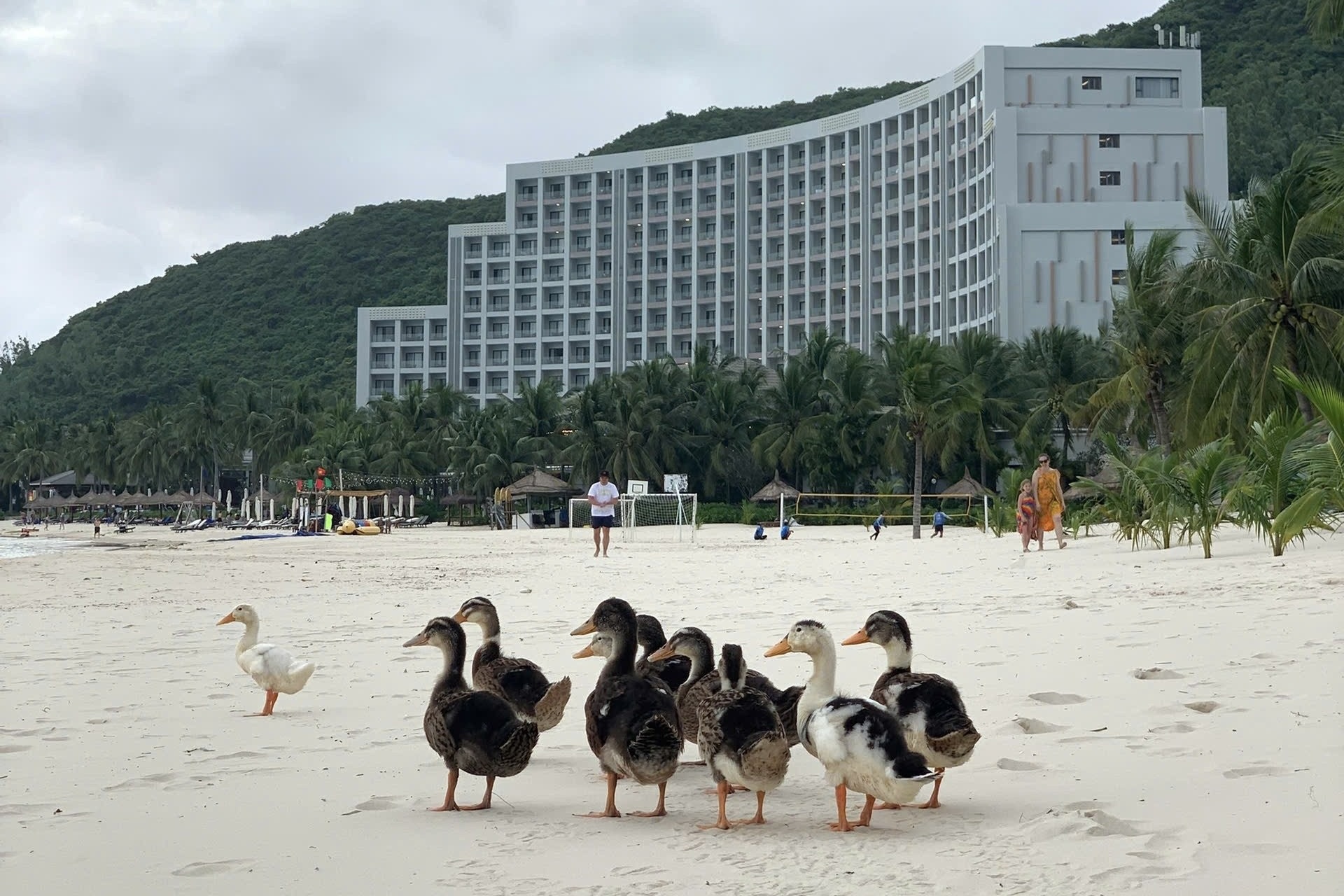 Dan vit 'lac troi' theo lu du den resort 5 sao o Nha Trang gio ra sao? hinh anh