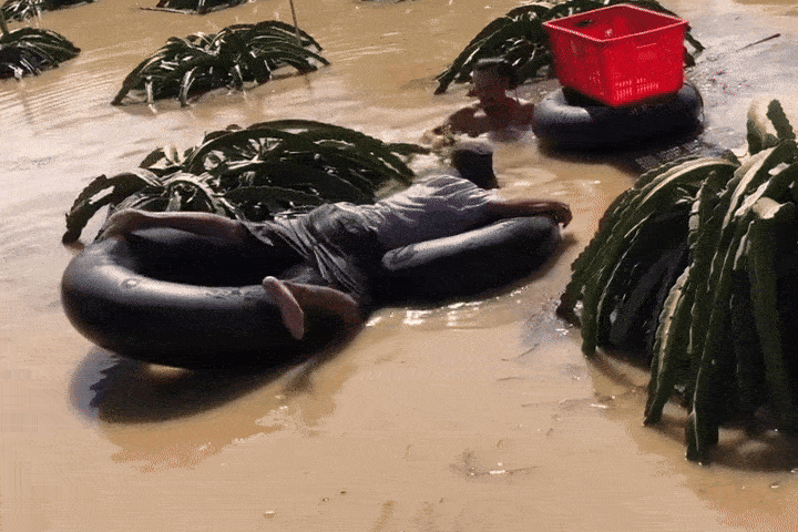 Nong dan ngup lan trong dong lu duc ngau de thu hoach thanh long hinh anh