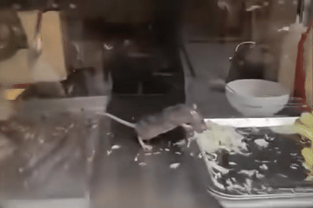 Chuot than nhien gam rau, thit trong tu banh mi o Ha Noi gay soc hinh anh