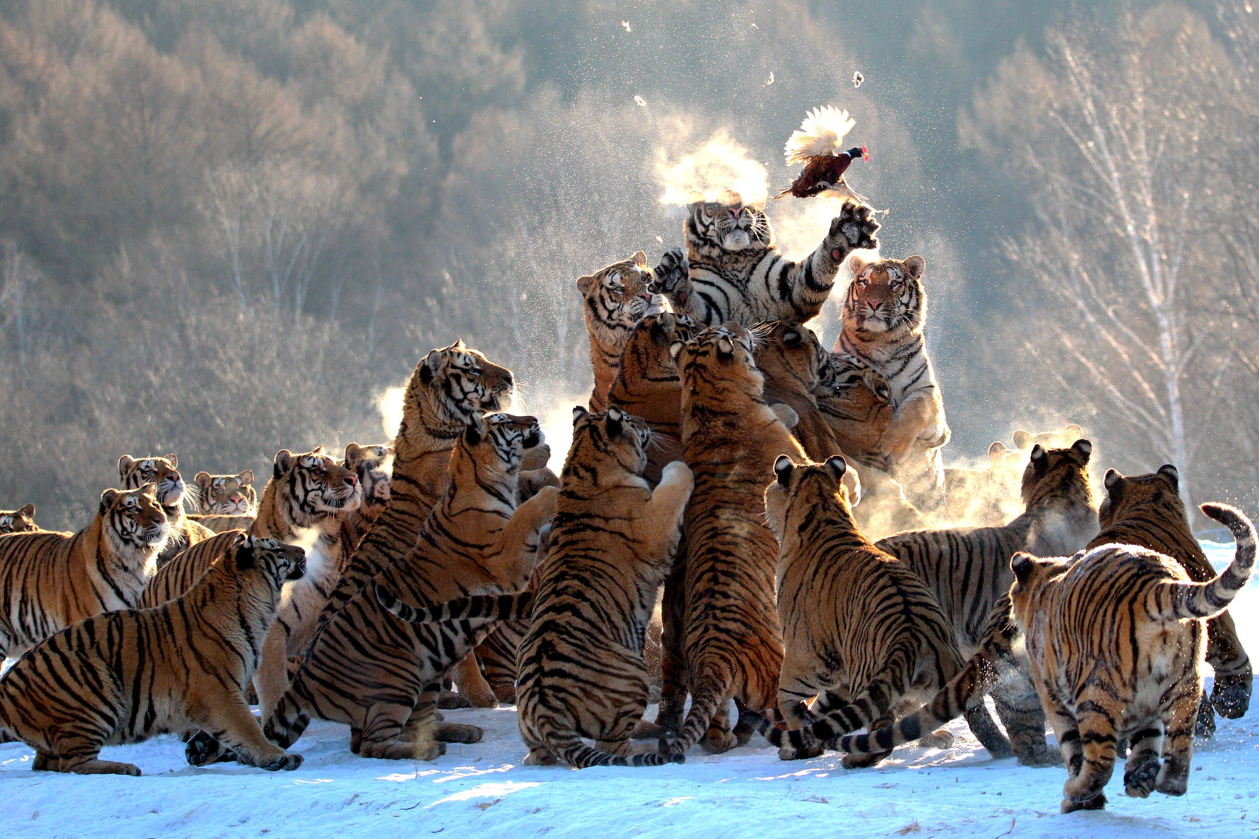 Anh gay sung sot ve Trung Quoc nam 2025 hinh anh