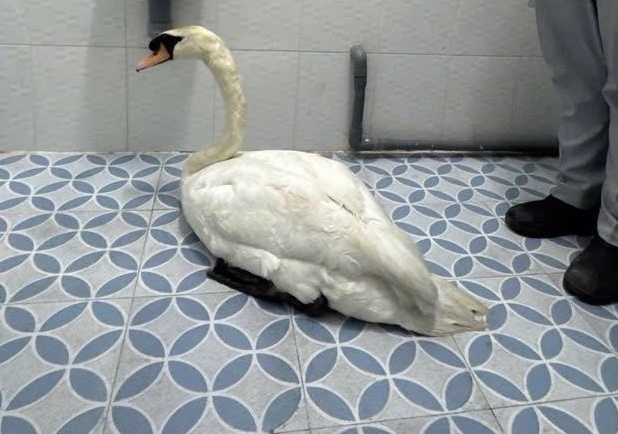 thien nga trang anh 2