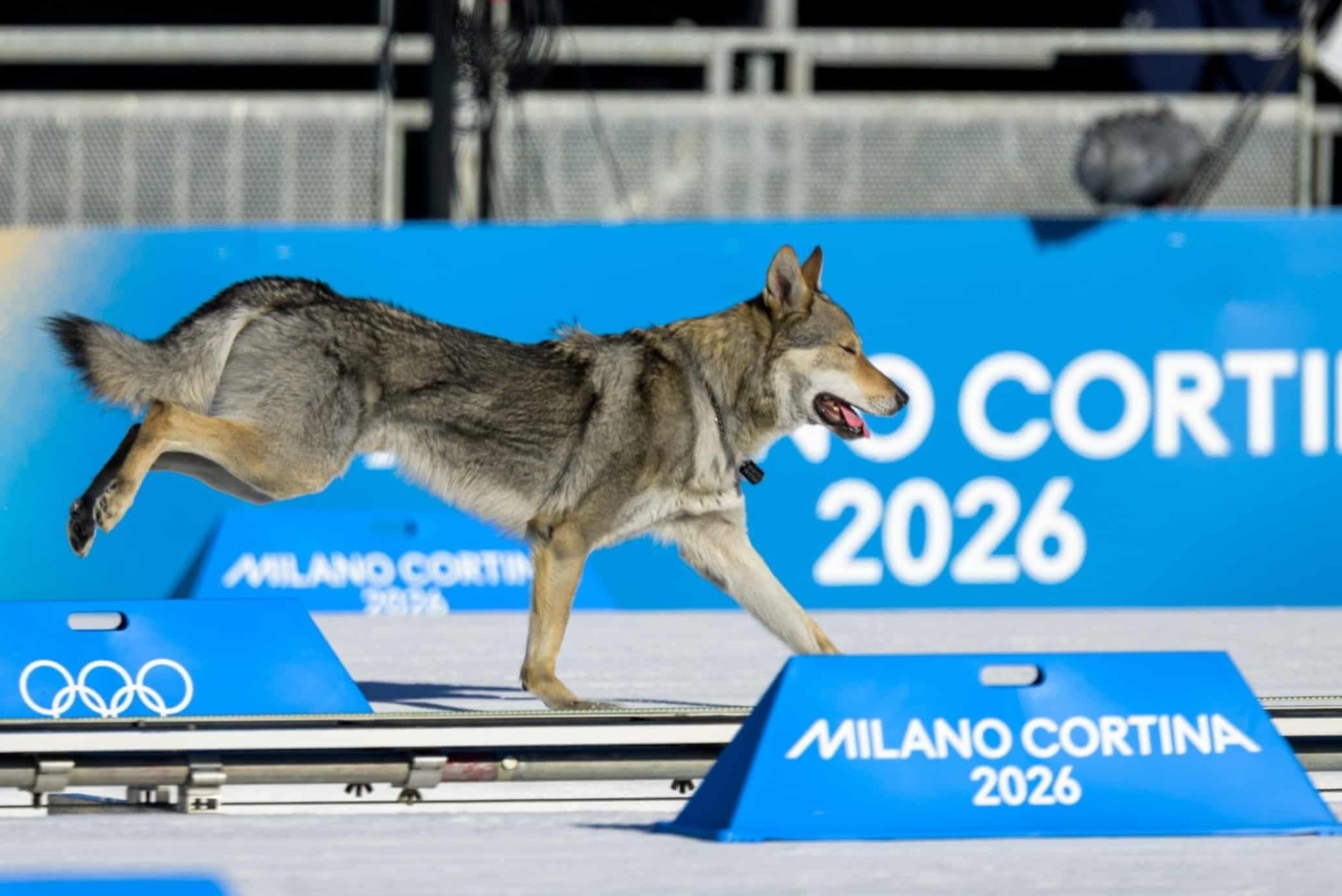 Su co hi huu khi cho 'ruot duoi' VDV o Olympic 2026 hinh anh
