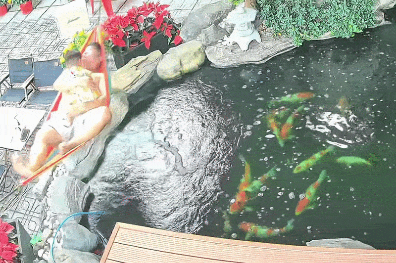 Vong 'dut phut', 2 bo con nga lon co xuong ho ca Koi 100 trieu dong hinh anh