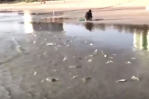 Hang nghin con ca trich giay danh dach tren bo bien Khanh Hoa hinh anh