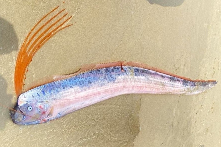 Xon xao ca 'tan the' dat vao bien Da Nang hinh anh