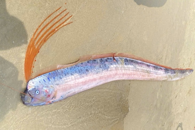 Xon xao ca 'tan the' dat vao bien Da Nang hinh anh