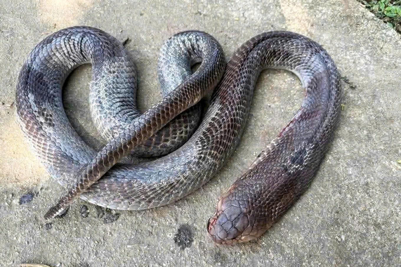 Cu ong keo le ran ho mang den tram xa sau khi bi can, gio ra sao? hinh anh