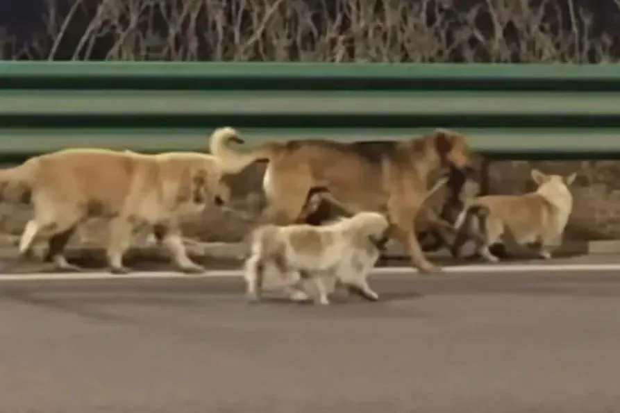 Cu lua '7 chu cho tron khoi lo mo' chan dong MXH Trung Quoc hinh anh