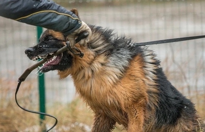 Cho bec-gie can chet chu o Ha Tinh: Canh tinh khi nuoi cho du hinh anh