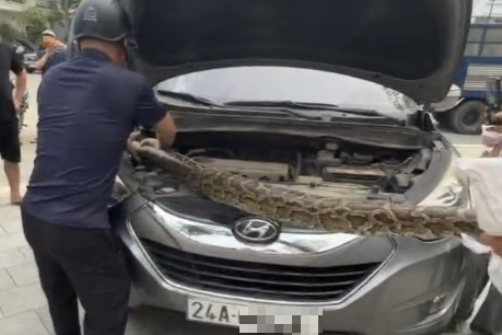 Chu xe kinh hai vi tran quy hiem khong lo chui vao nap capo hinh anh