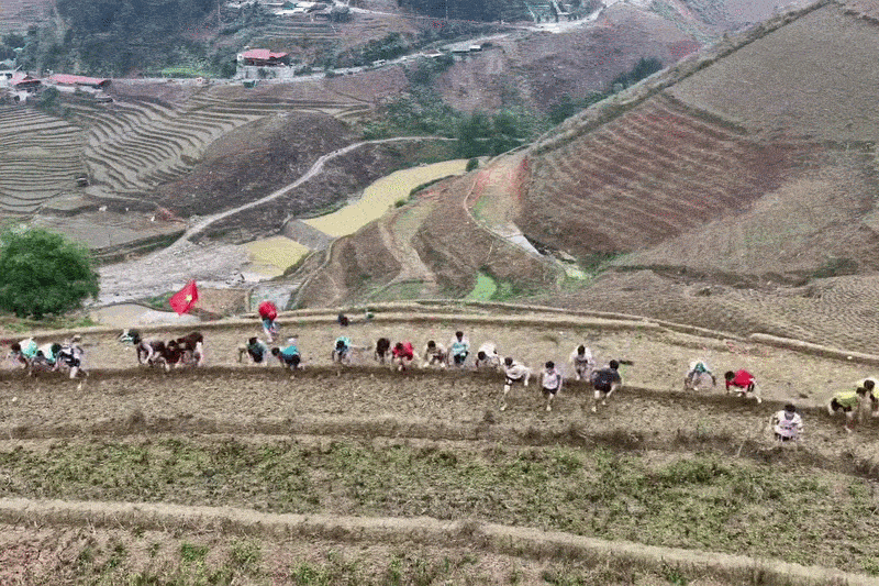 Clip 300 nguoi leo ruong bac thang o Mu Cang Chai hinh anh