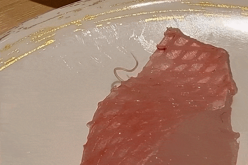 Chuoi sushi xin loi vi ky sinh trung ngoe nguay tren mieng sashimi hinh anh