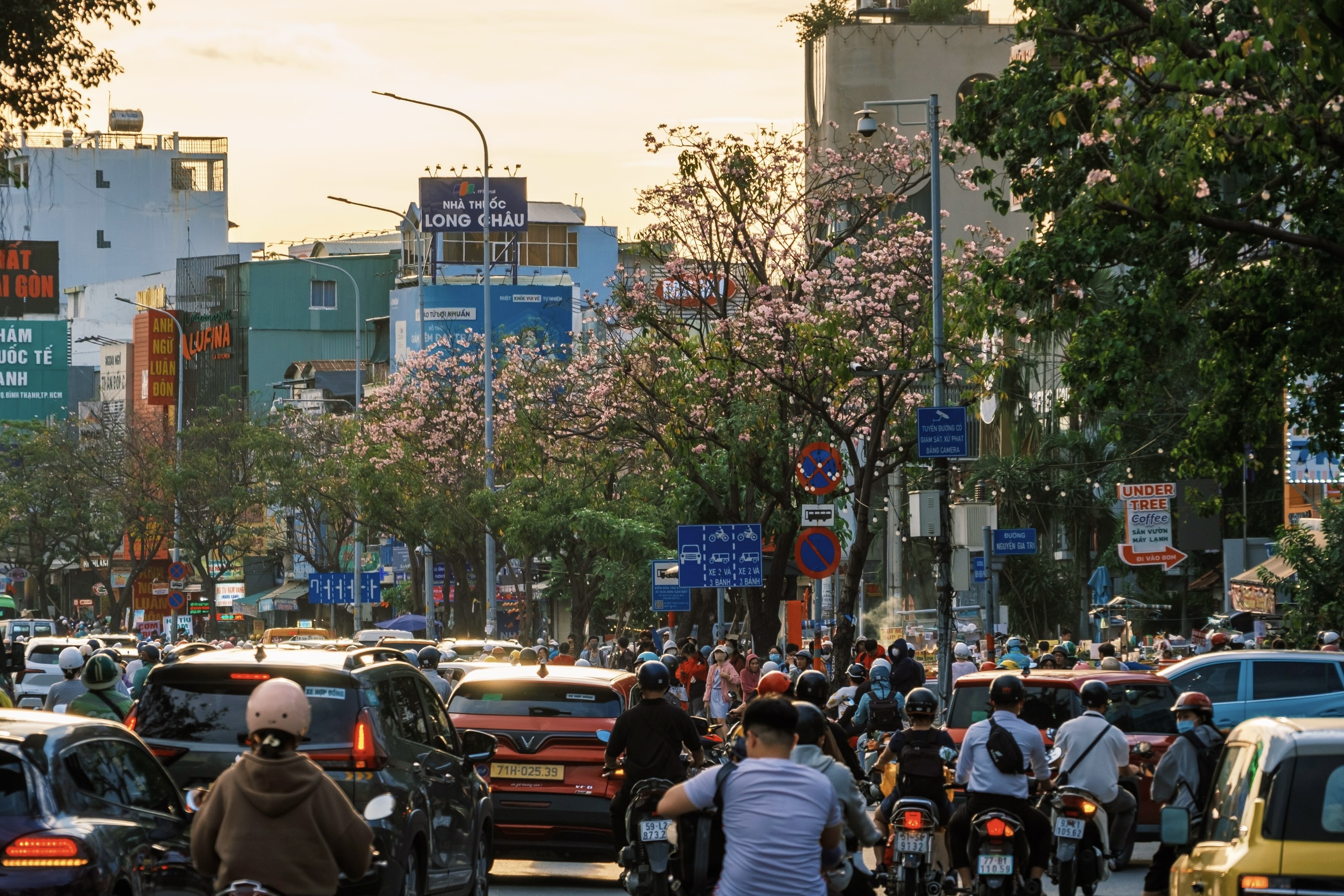 kèn hồng ảnh 1 ken hong anh 1