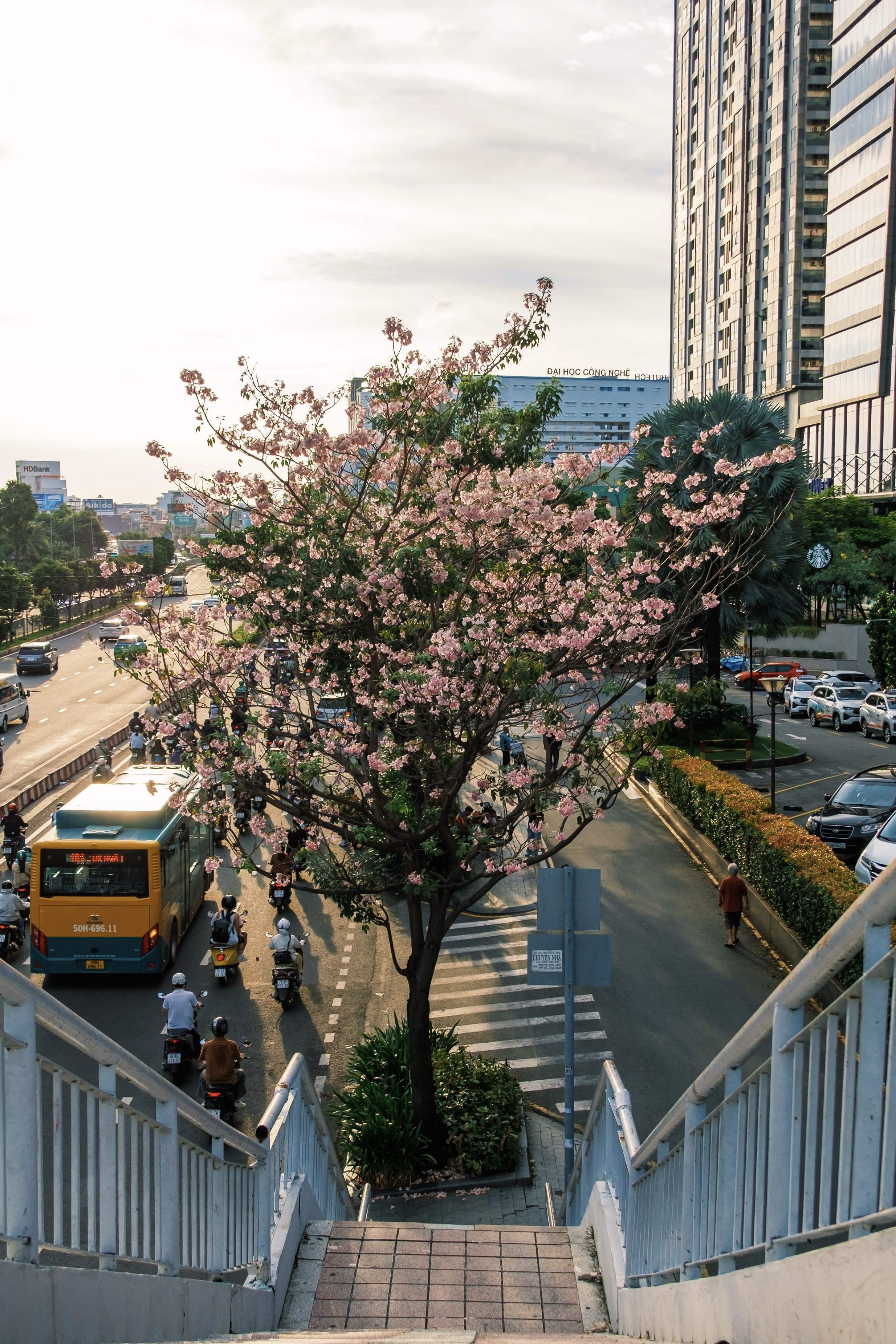kèn hồng ảnh 2 ken hong anh 2