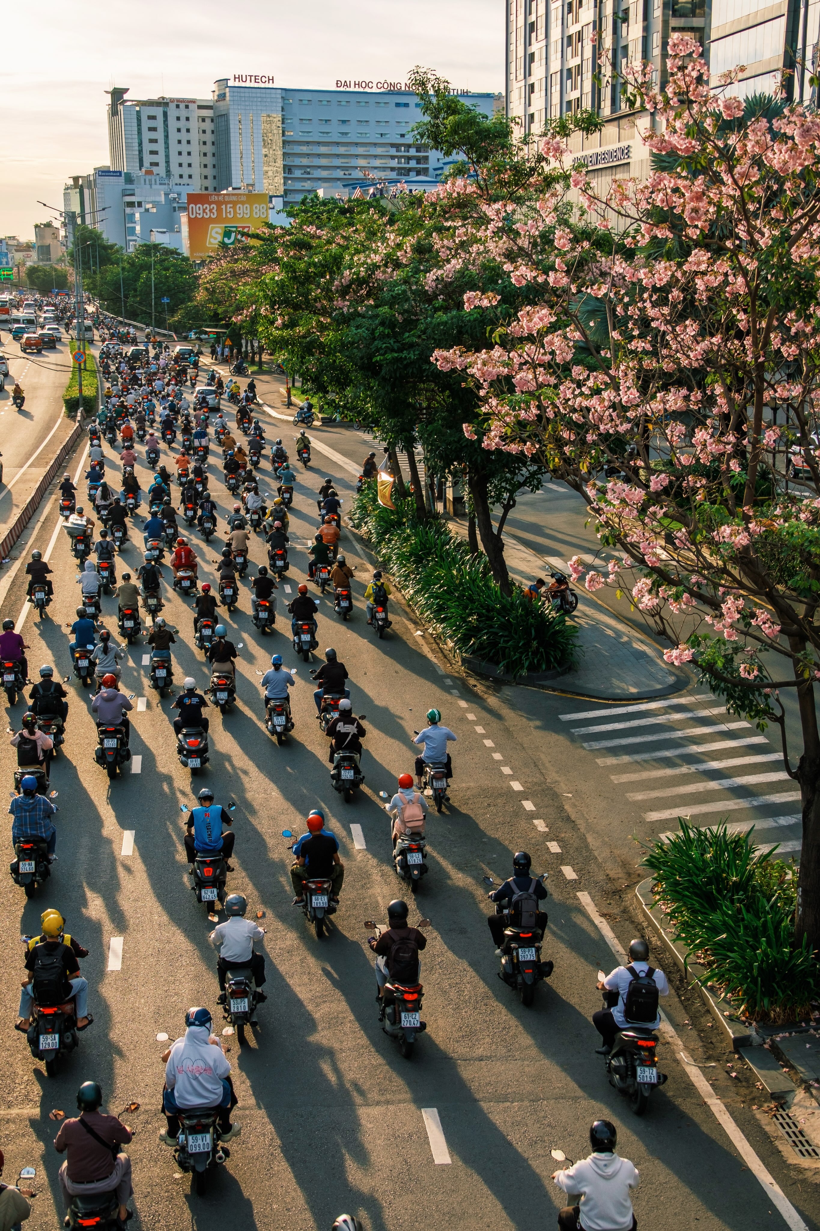kèn hồng ảnh 3 ken hong anh 3