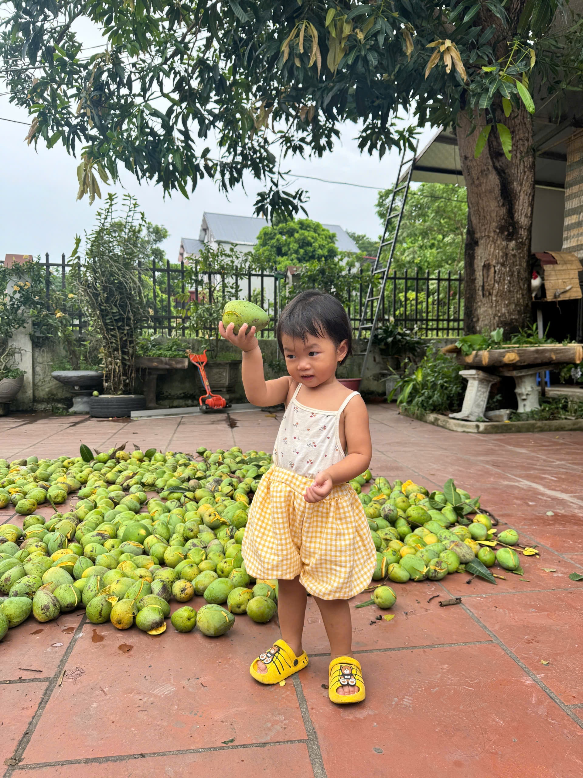 xoai anh 2