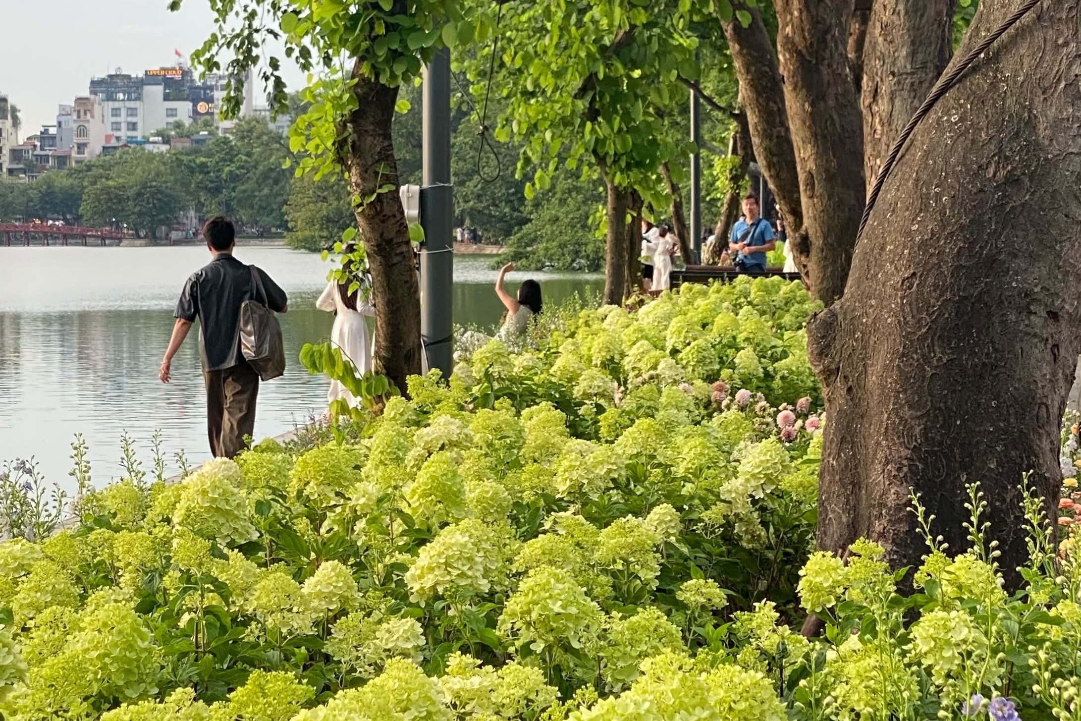 cẩm t&uacute; cầu ảnh 4