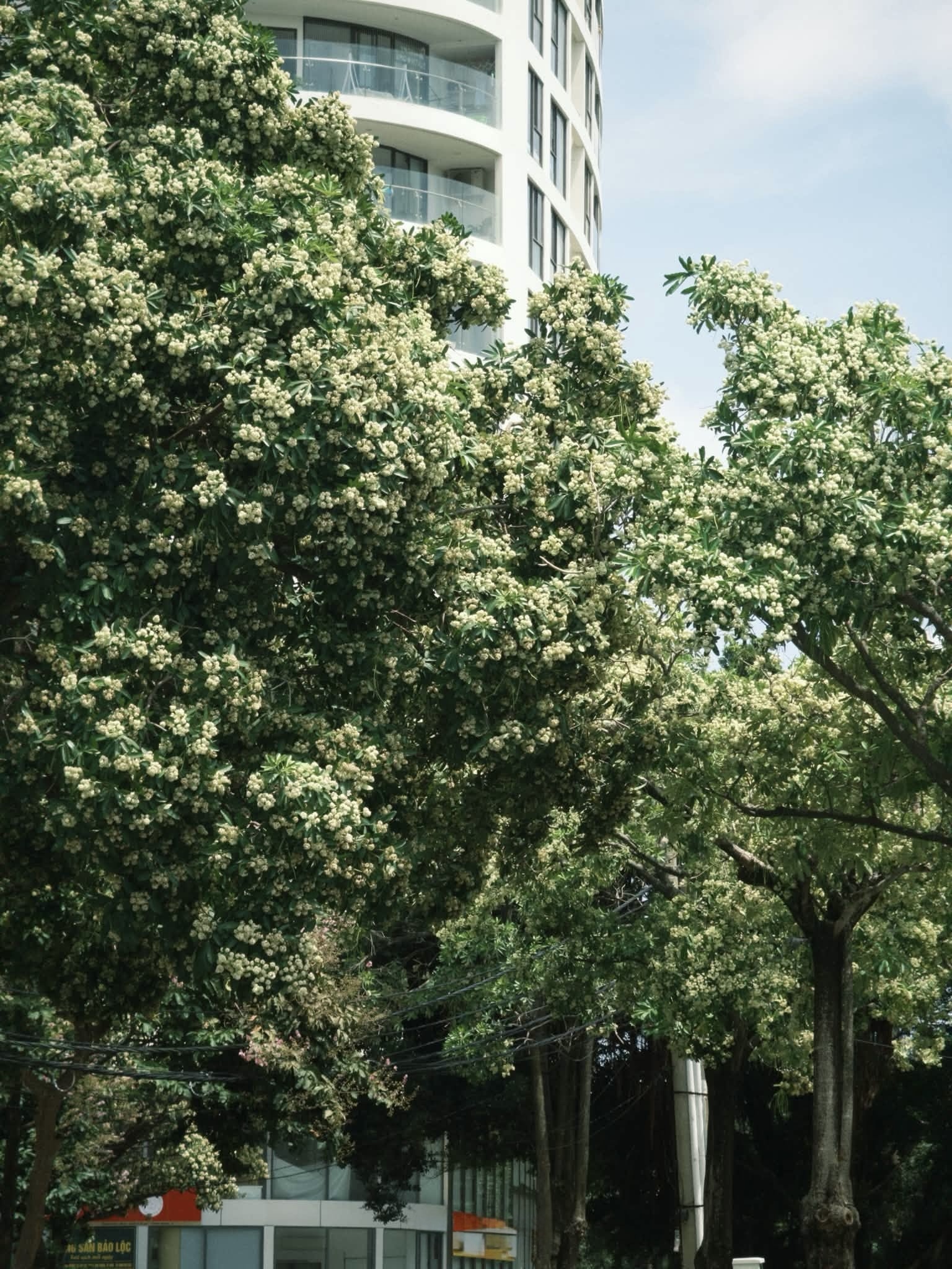 hoa sữa ảnh 3
