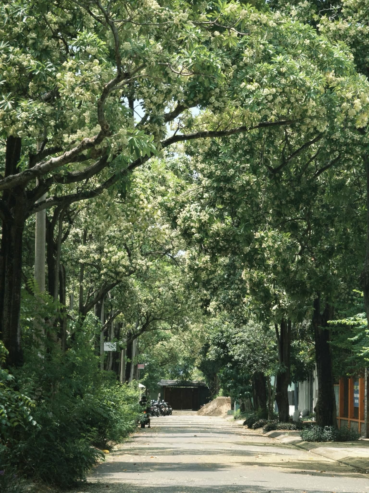 hoa sữa ảnh 2