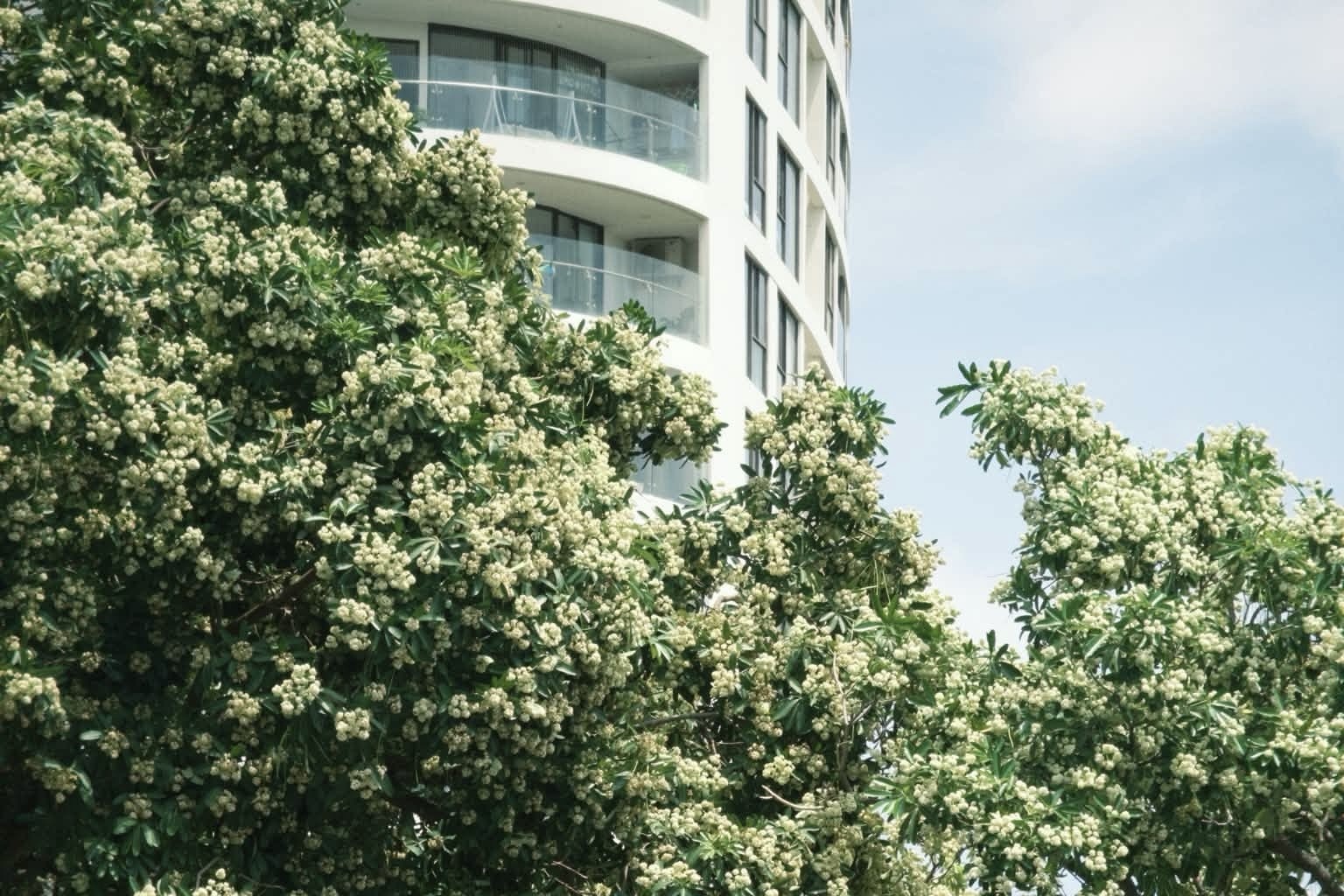 Hoa sữa ở TP.HCM: Người muốn trồng thêm, người đóng kín cửa nhà