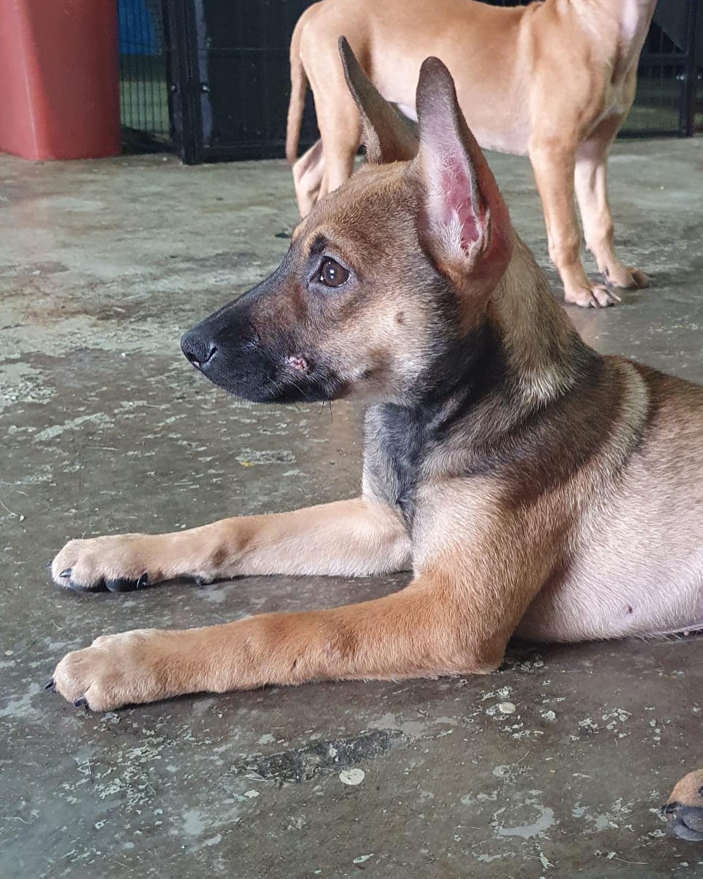 Giai quyet cho meo hoang o chung cu anh 2