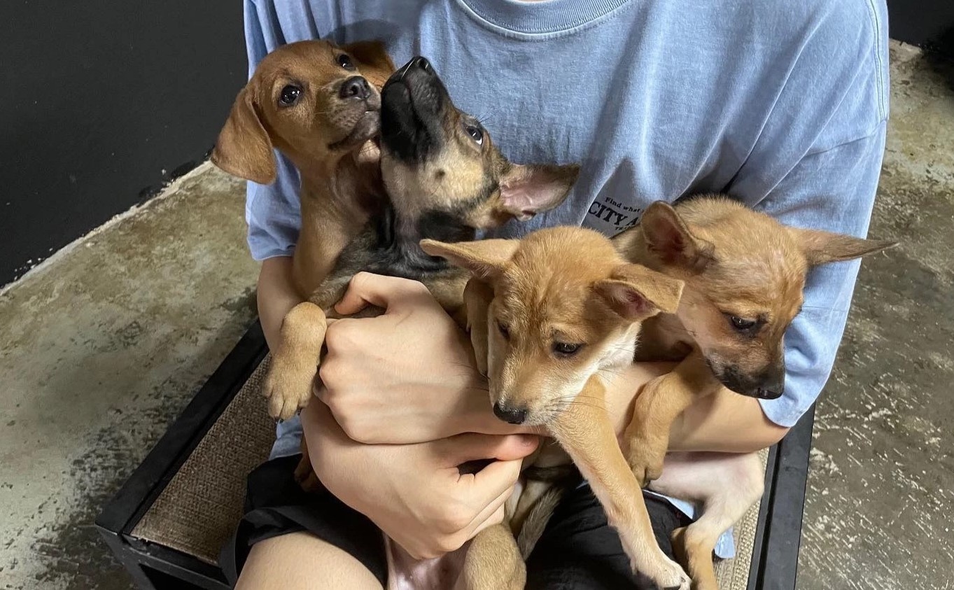 Cho, meo hoang xuat hien tai chung cu o TP.HCM hinh anh