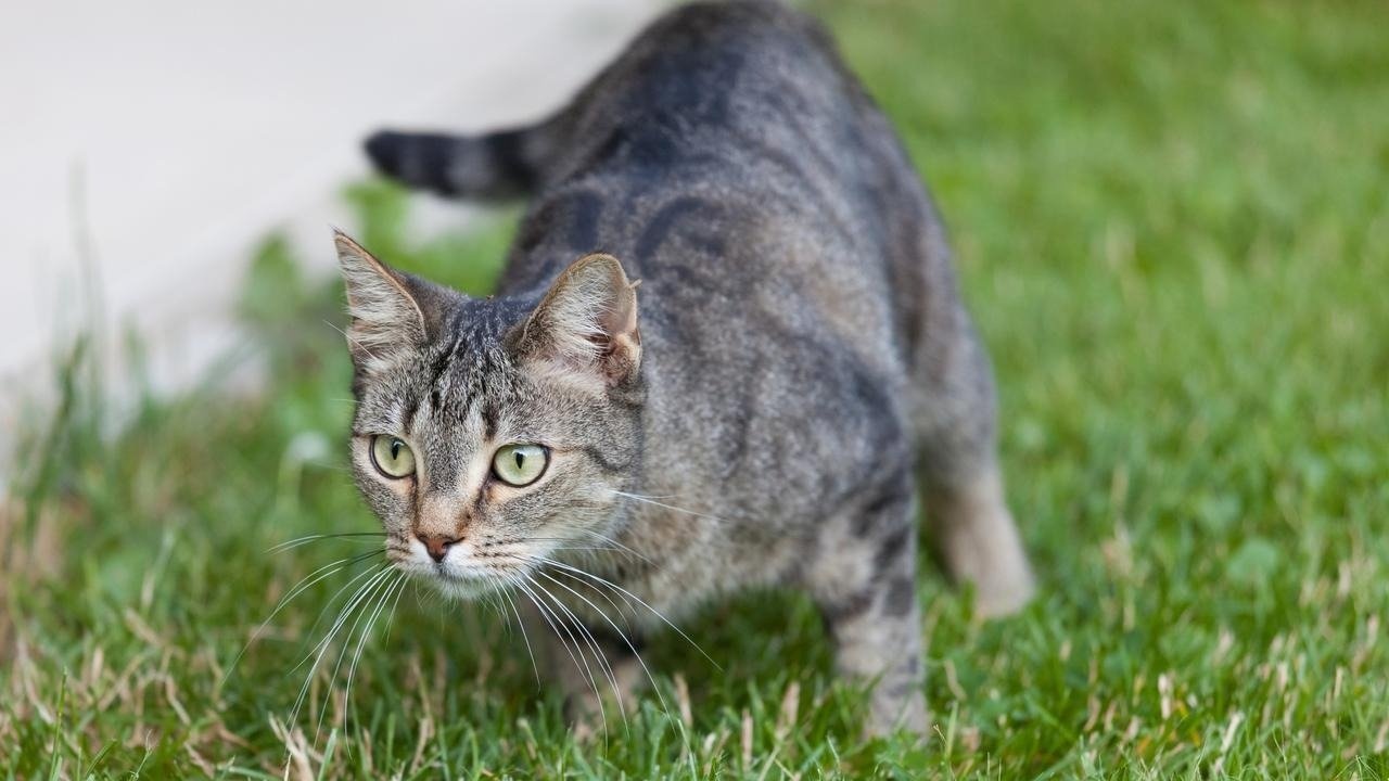 Giai quyet cho meo hoang o chung cu anh 1