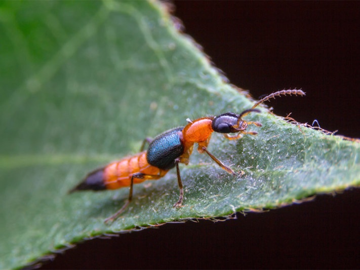 Da be trai sung phu, dau rat vi kien ba khoang hinh anh