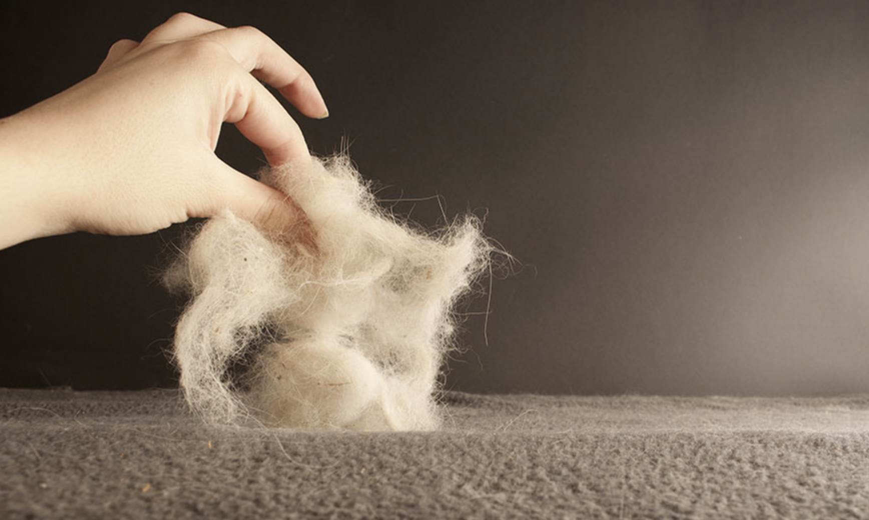 Bi viem mui xoang co nen nuoi thu cung? anh 1