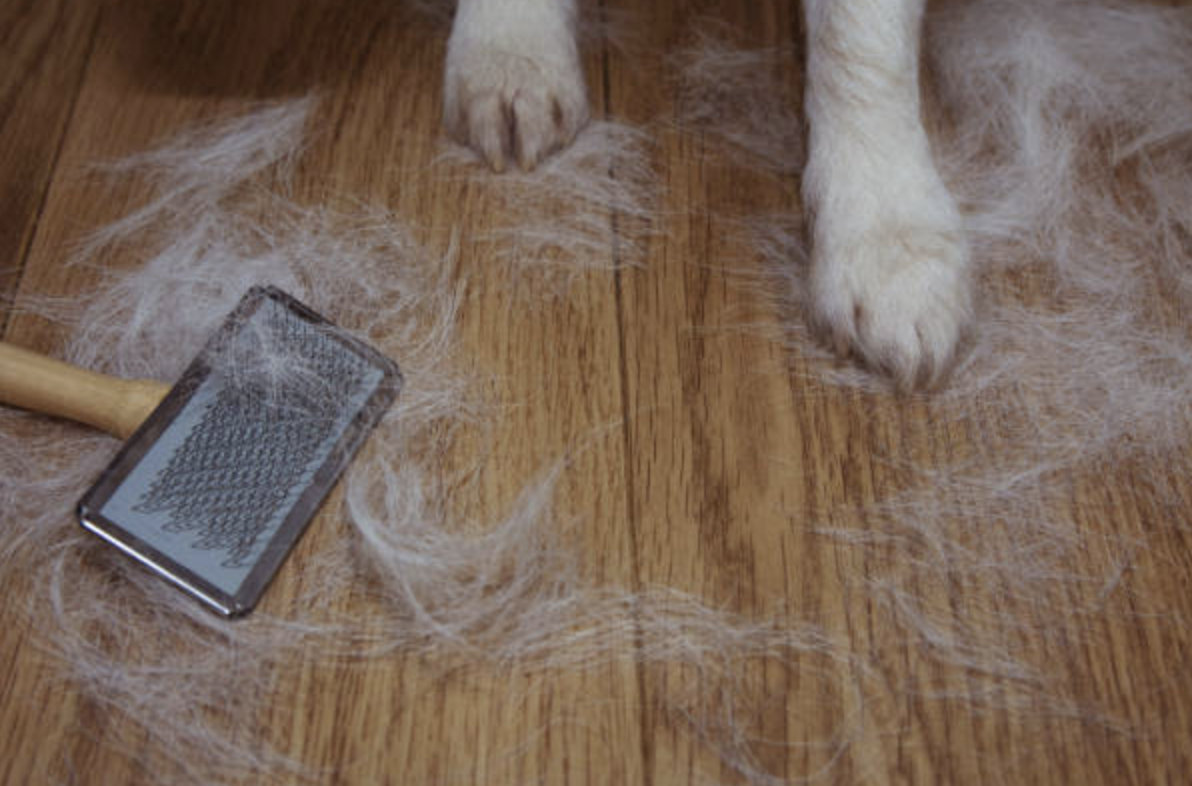 Viem mui xoang do nuoi thu cung hinh anh