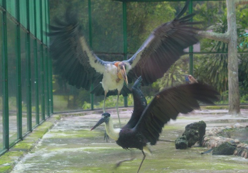 Nhung con chim khong lo o vuon thu Sai Gon hinh anh