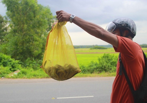Can canh cho ran, chuot cua dan nhau Sai Gon hinh anh