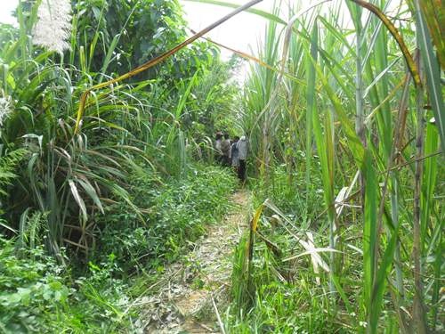 Bi danh chet khi di lam ray hinh anh