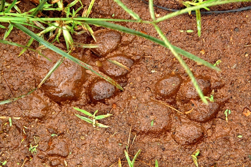 Can canh dau chan manh thu gan san bay Lien Khuong hinh anh